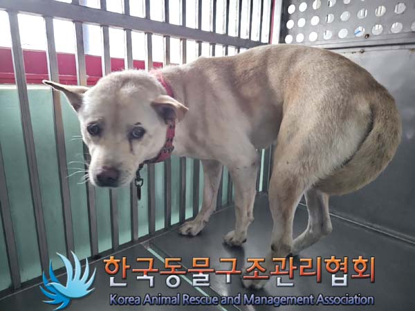 종료(반환) 믹스견…
